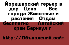 Йоркширский терьер в дар › Цена ­ 1 - Все города Животные и растения » Отдам бесплатно   . Алтайский край,Барнаул г.